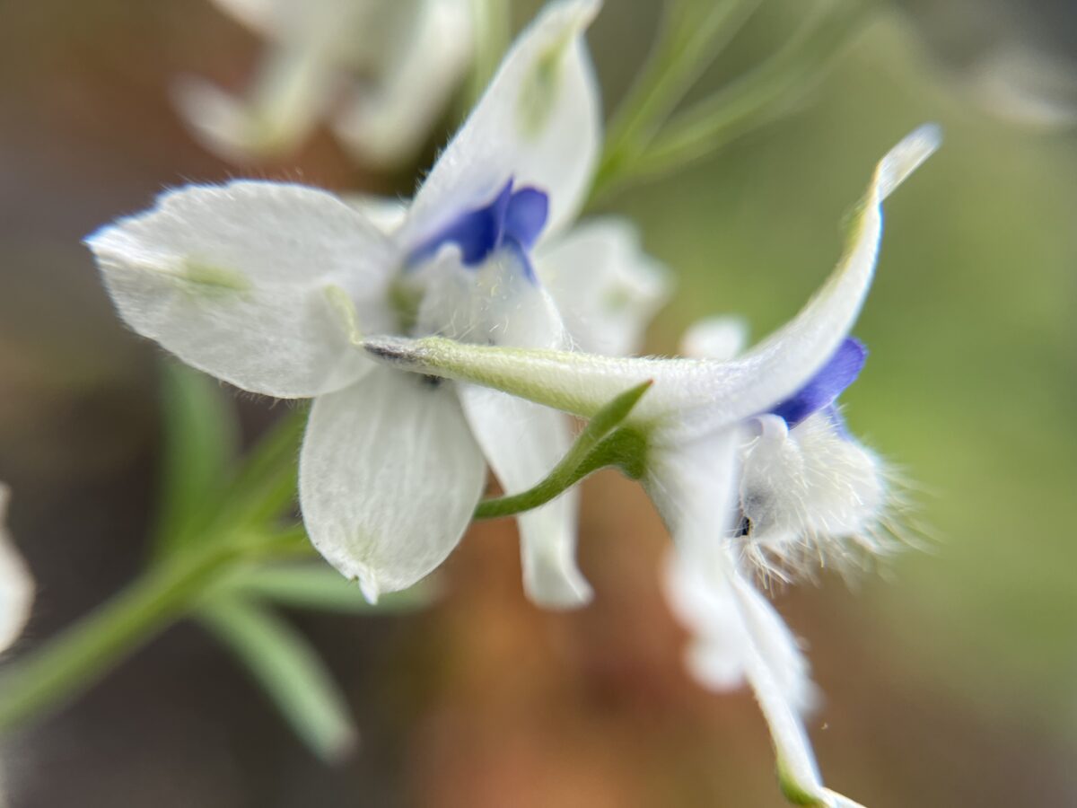 closeup picture of blue and white flower