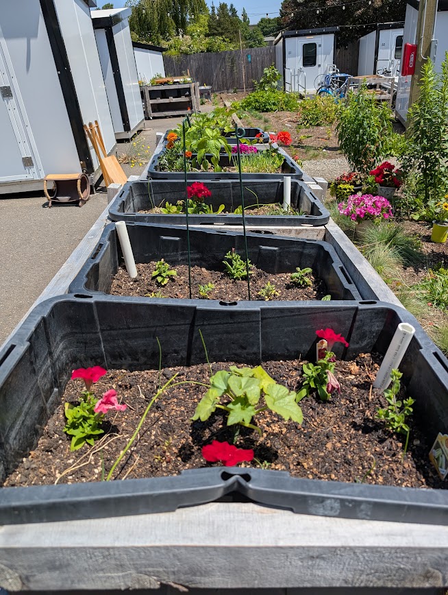 Plastic bins with plants growing in them and tiny homes in the background.