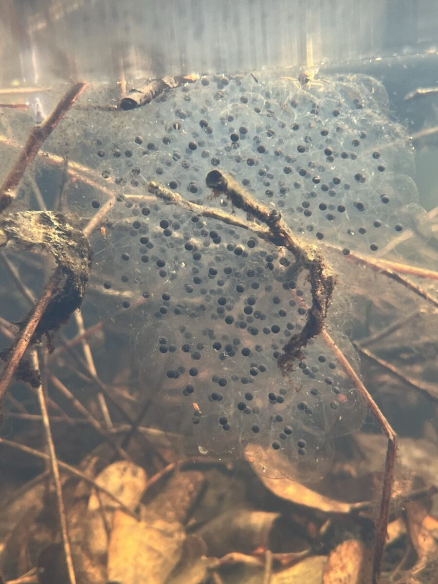About a hundred small black frog eggs with a blurry clear film just under the water's surface with sticks and brown leaves.