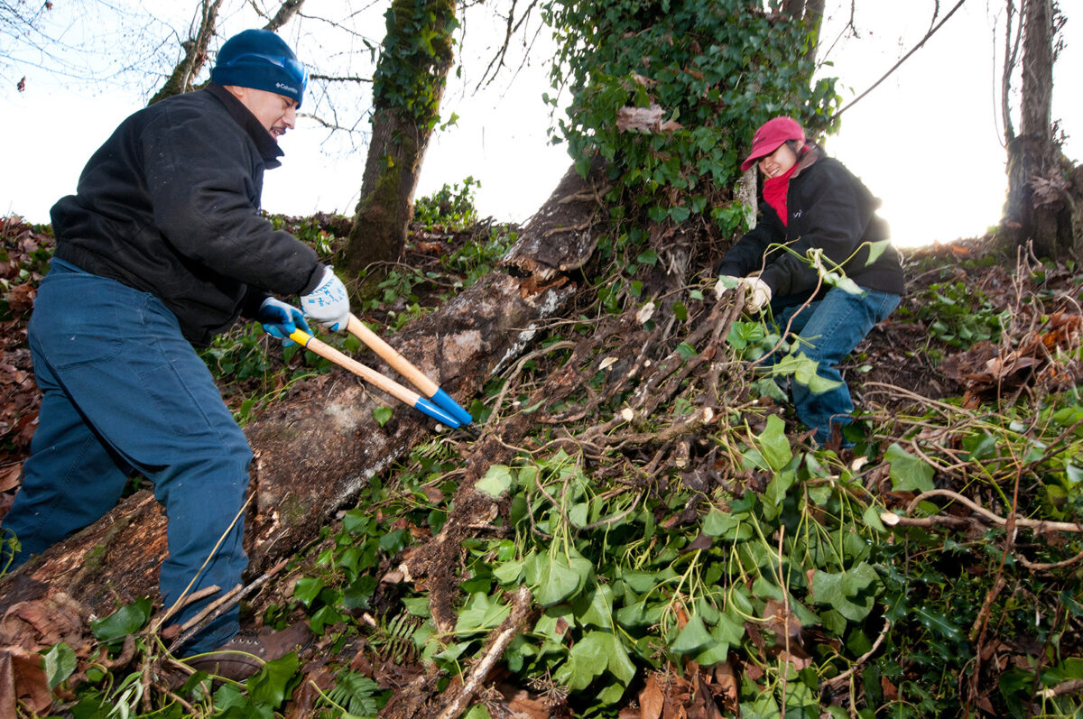 Man and woman, both bundled up for winter, cut ivy off a large tree with loppers.