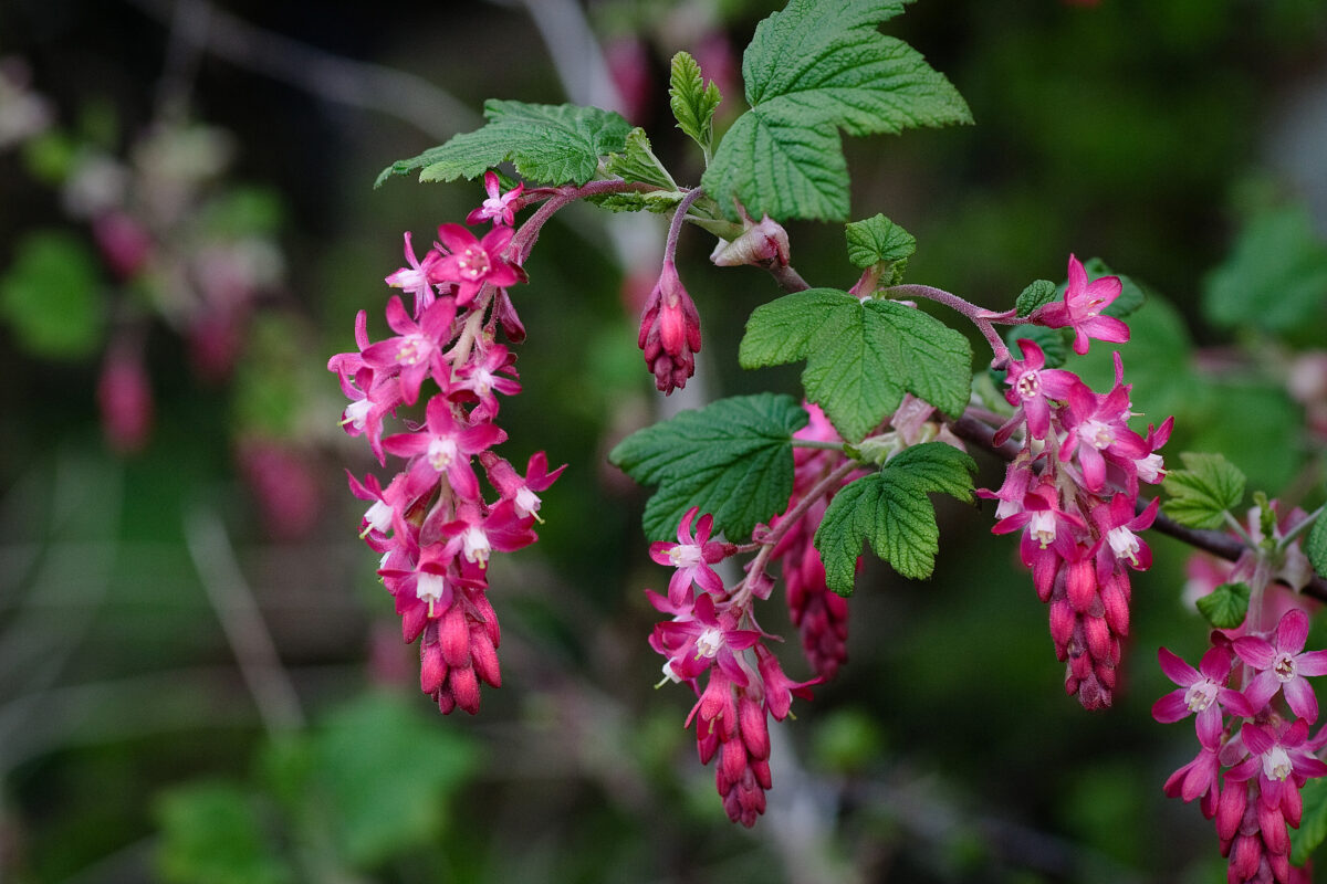 close up of flowering red currant