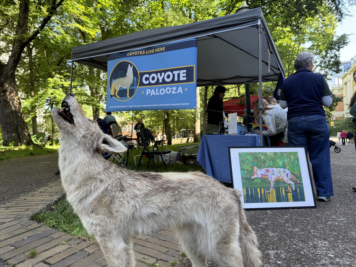 Close up of taxidermy coyote howling in front of Coyote palooza tent
