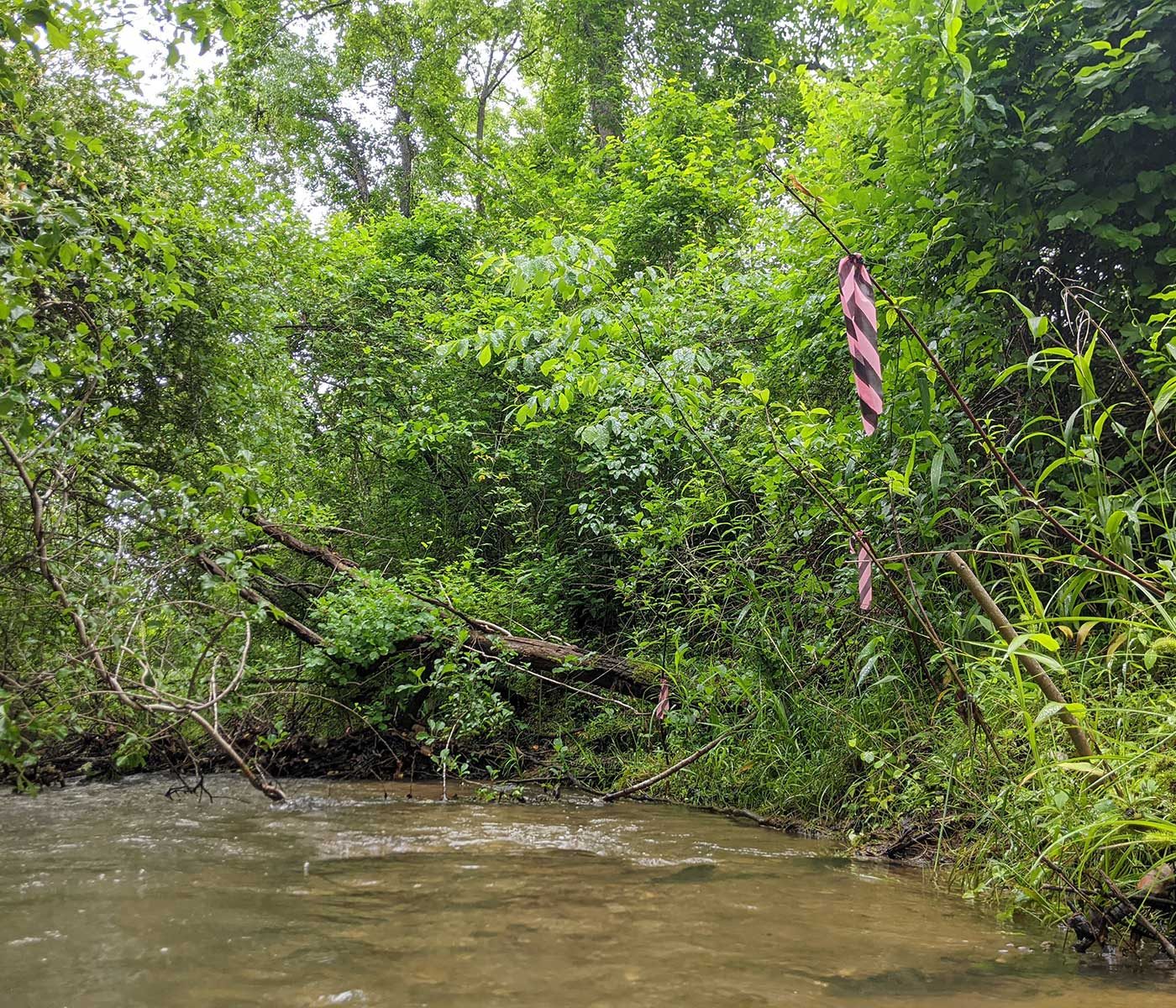 River with lots of dense green plants growing on its banks