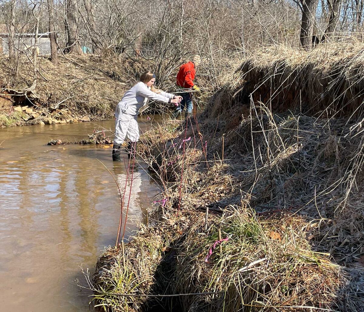Woman wades in riverbed, planting a tree on the bank
