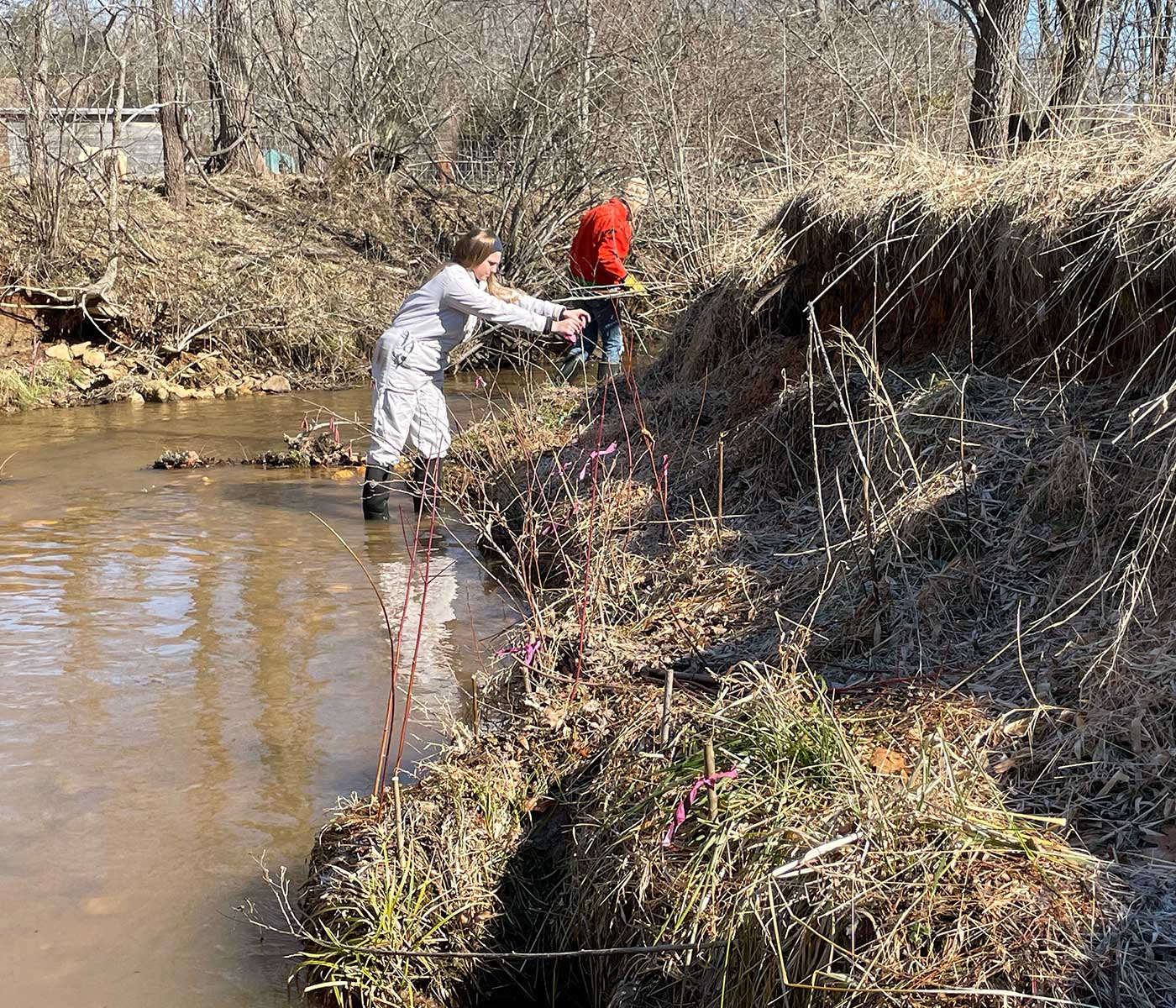 Woman wades in riverbed, planting a tree on the bank