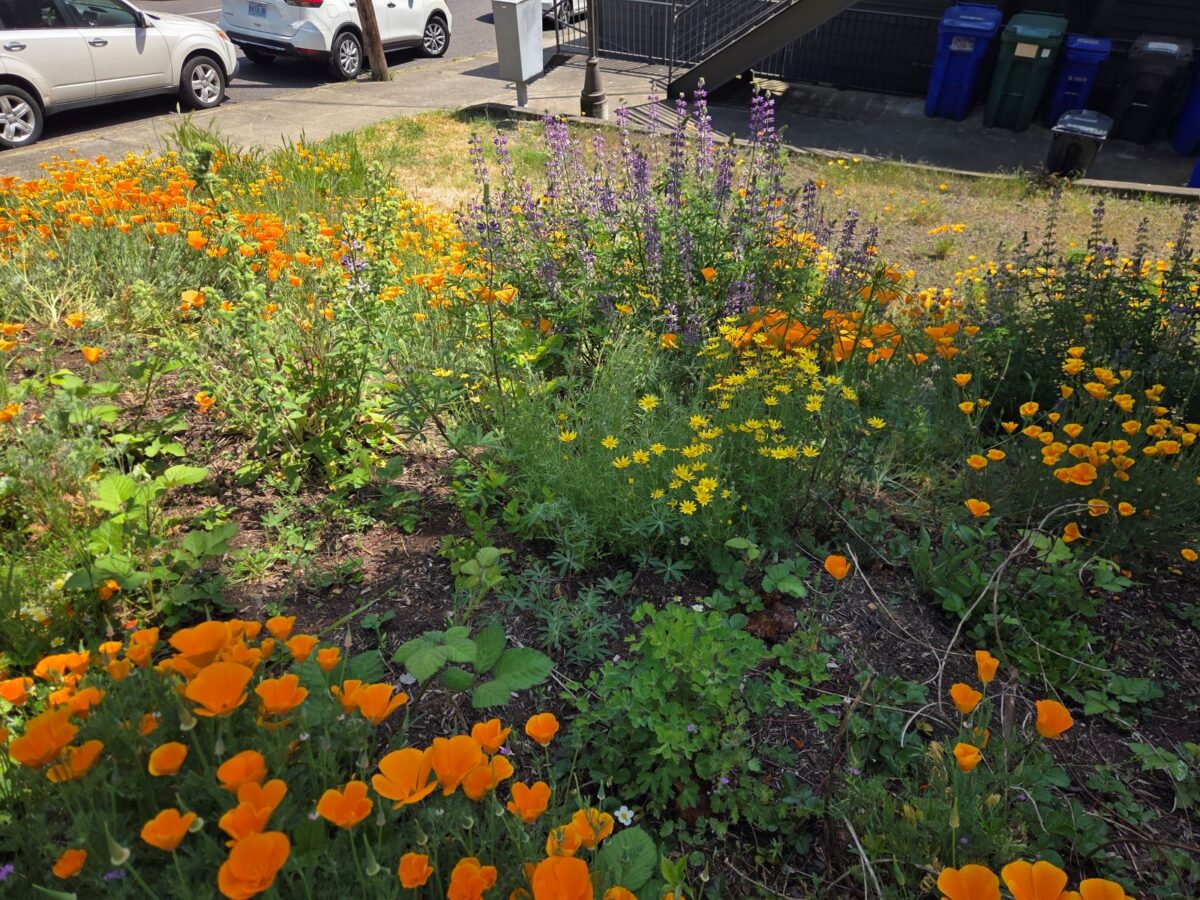 Close up image of a garden with yellow, orange, and purple flowers