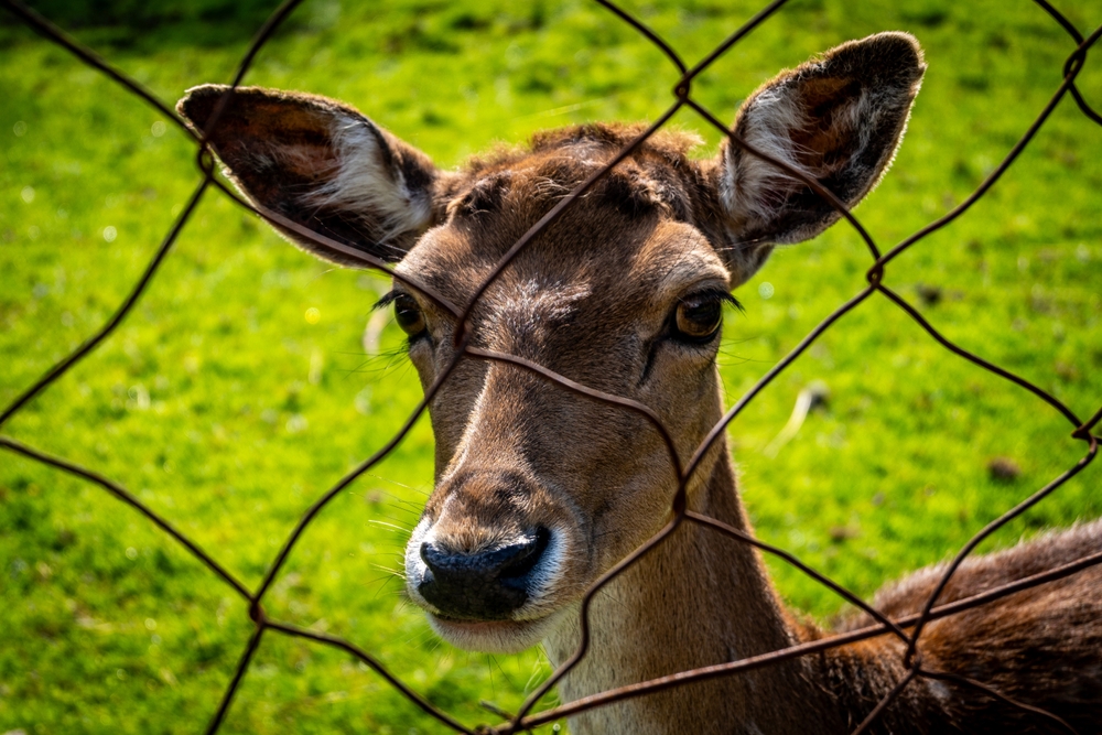 Close up of deer looking through wire fence