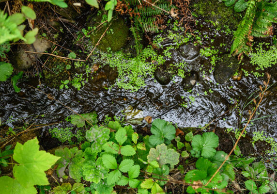 close up view of small stream with green plants