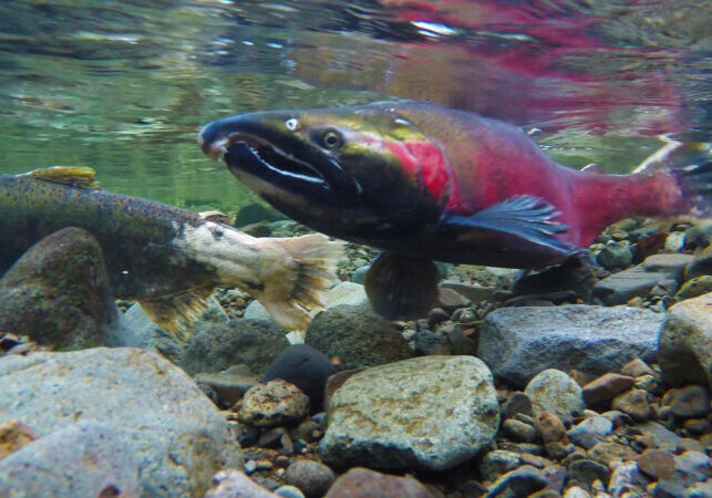 Coho swimming up a river