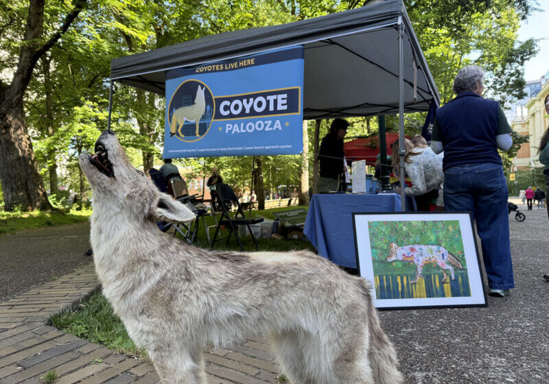 Close up of taxidermy coyote howling in front of Coyote palooza tent
