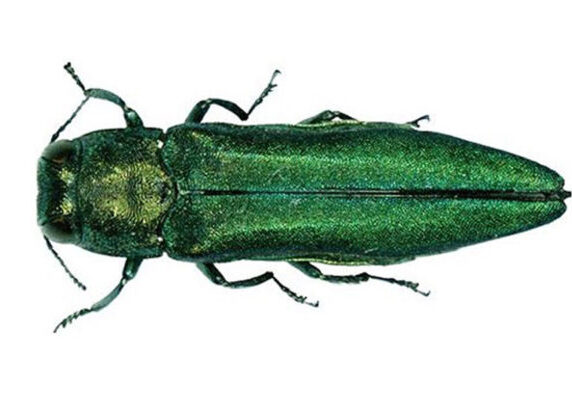 Close-up view of emerald ash borer beetle with shiny green exoskeleton