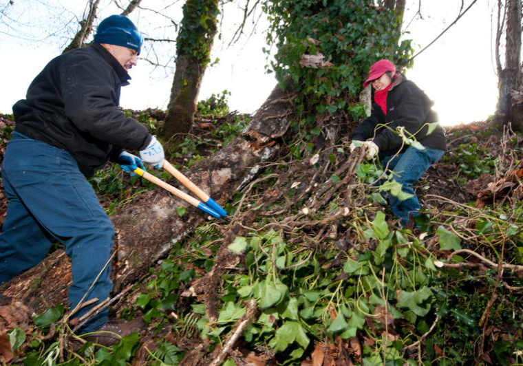 Man and woman, both bundled up for winter, cut ivy off a large tree with loppers.