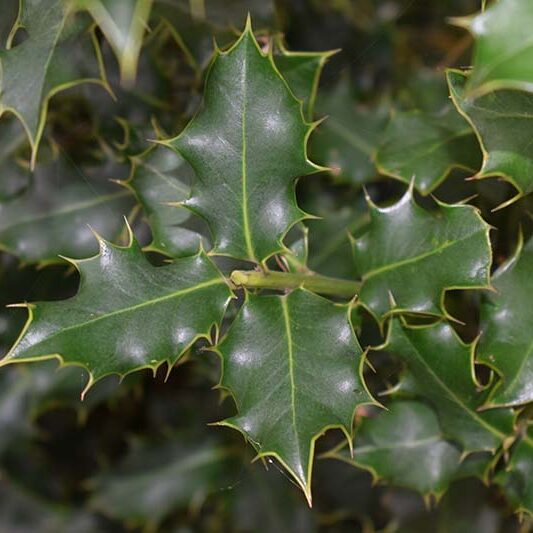 close-up of spiky green holly leaves