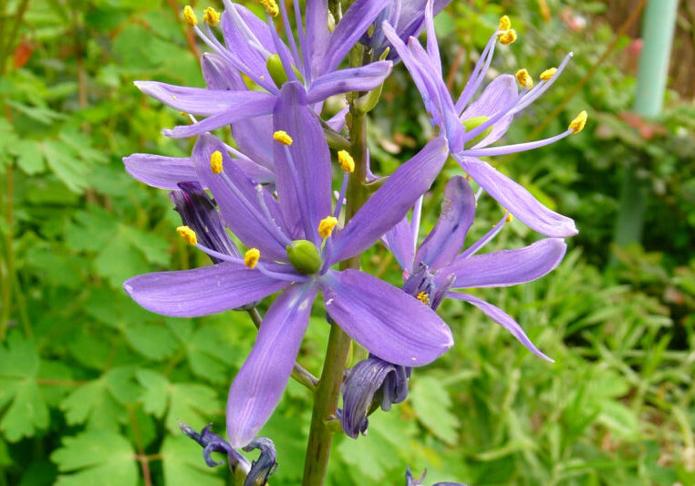 Great camas in bloom with 6 petal flowers in front of green background