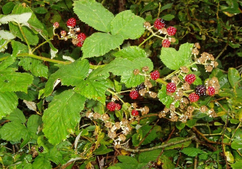 photo of Himalayan/Armenian blackberry, Vine with green leaves and red and black berries