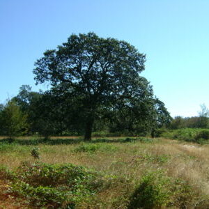 photo of oak island oak tree