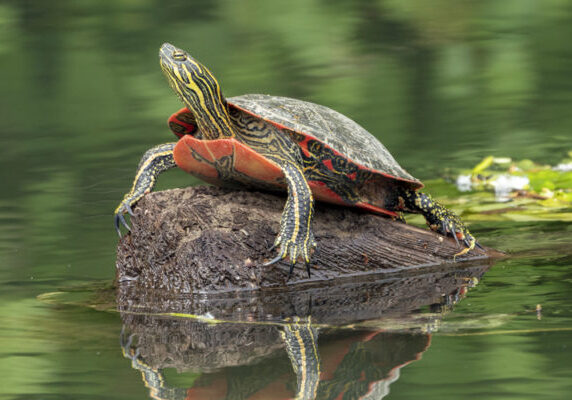 turtle on a rock surrounded by water