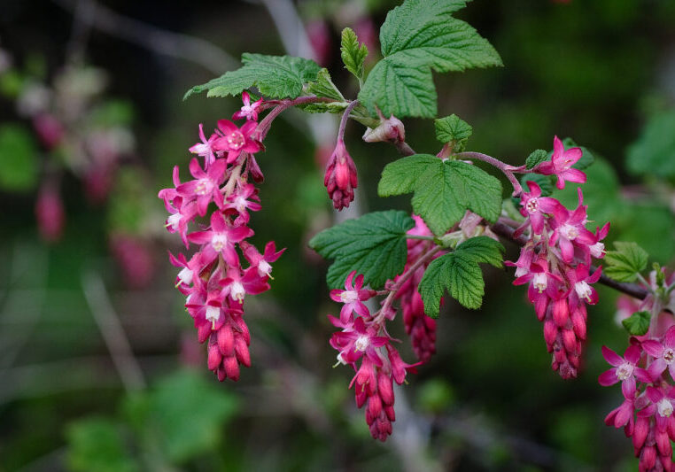 close up of flowering red currant