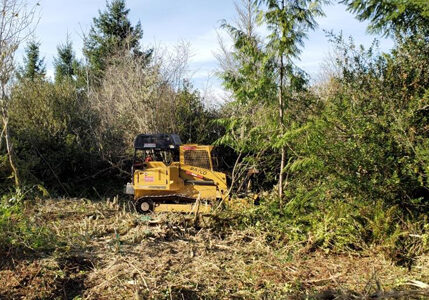 tractor removes invasive holly trees