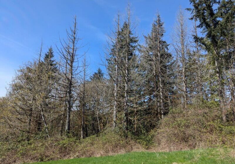 On the edge of a forest, some trees stand tall and green while others are clearly dead.