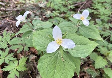 close up of three white trillium flowers