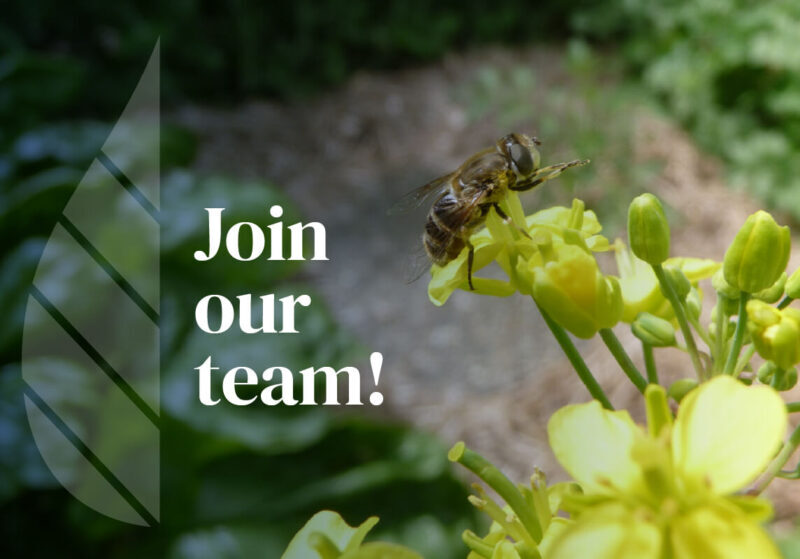 Join our team text over image of a bee on a flower