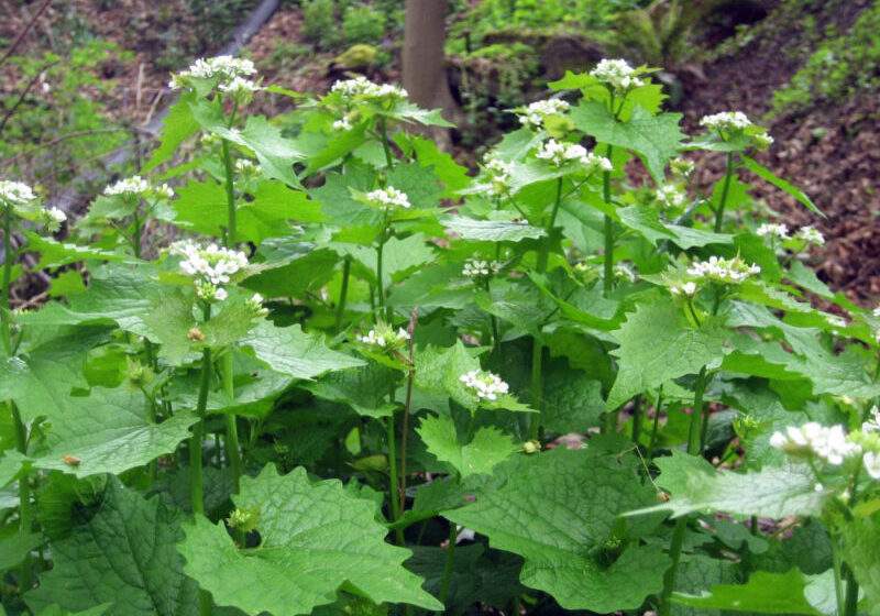 Garlic mustard plant - green leaf plant with white flowers