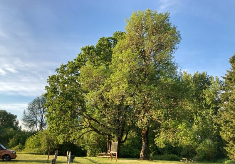Oak tree stands next to an ash tree in bright sunshine. A small picnic table is below