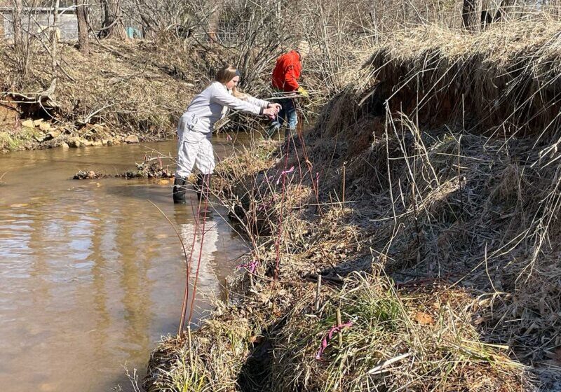 Woman wades in riverbed, planting a tree on the bank