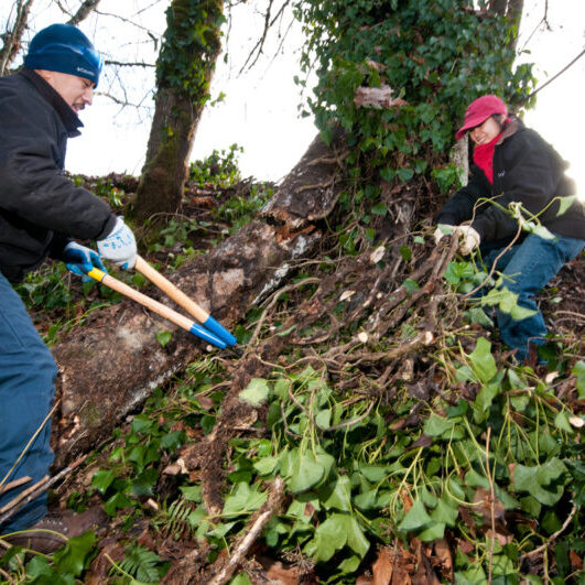 two people working on a hill cutting and pulling ivy vines