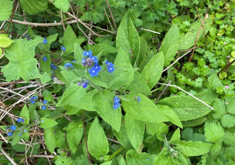 Small blue flowers bloom among bright green foliage on the ground.