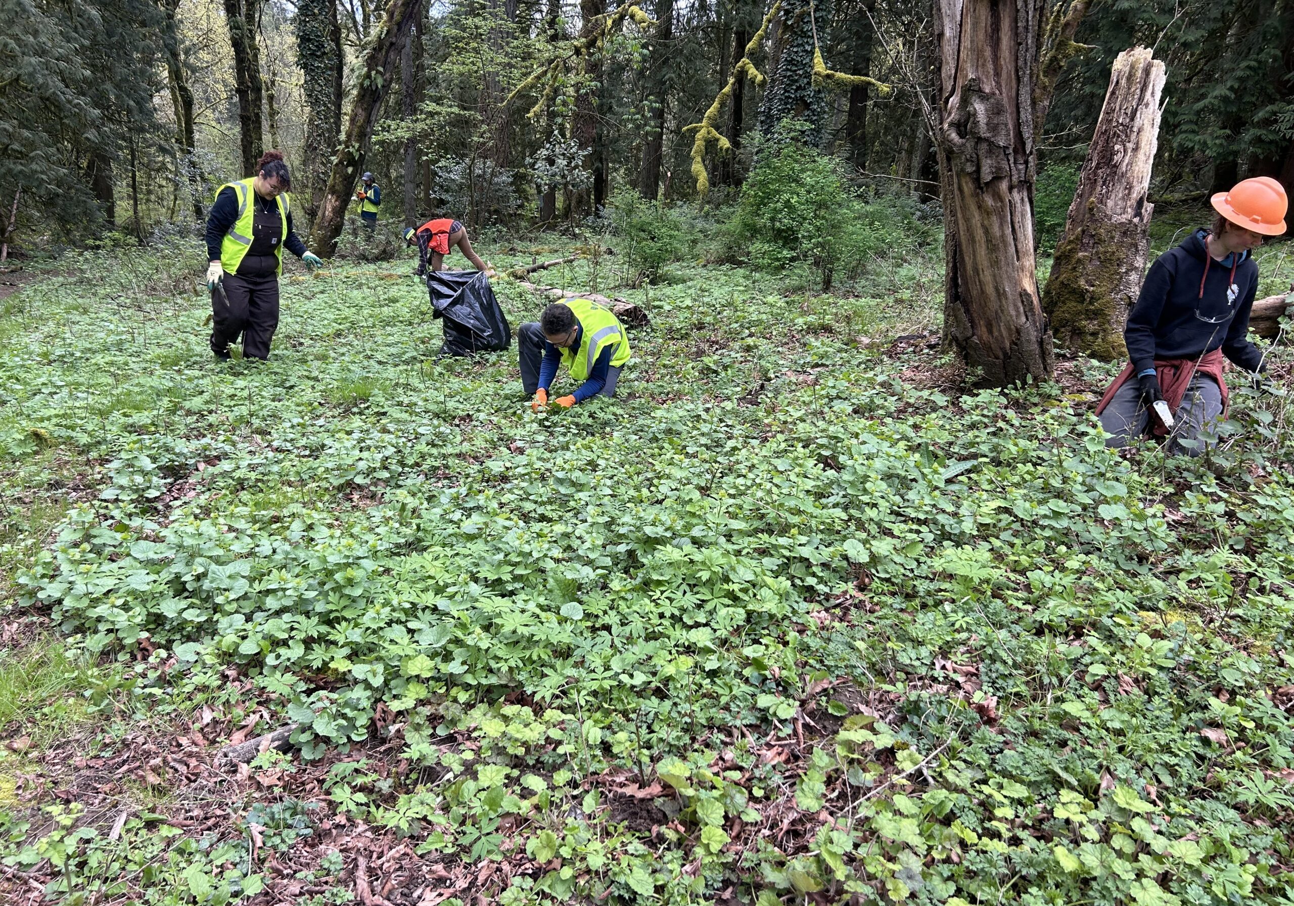 four workers bending and pulling weeds in a field of garlic mustard