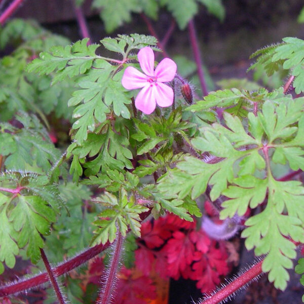 small plant with red stems, green leaves, small pink flower