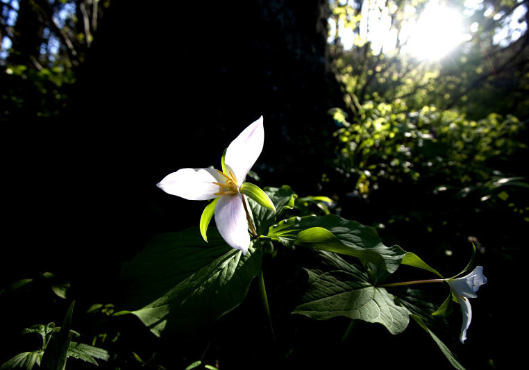 Trillium flower glows white in backlit setting in front of dark tree.
