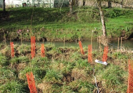 Planting site by a stream with several new plantings marked with orange nets.