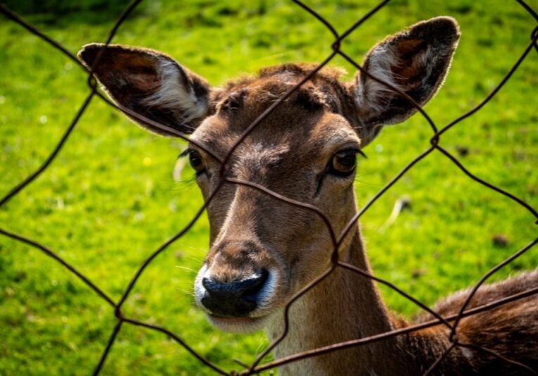 Close up of deer looking through wire fence