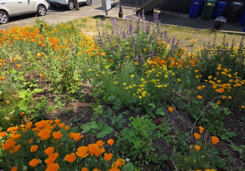 Close up image of a garden with yellow, orange, and purple flowers