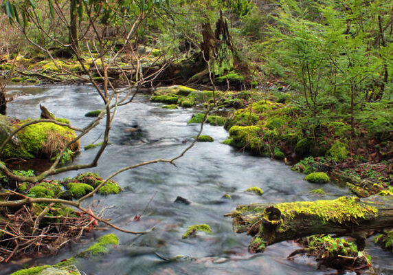 stream with mossy logs and plants along side