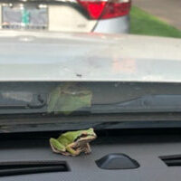 tree frog on dash_1200