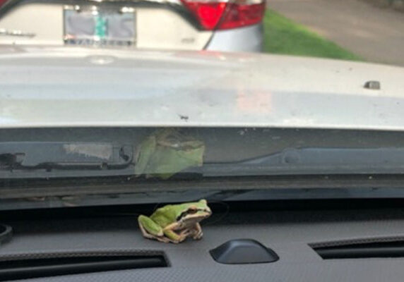 tree frog on dash_1200