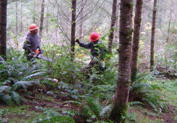 two workers in hardhats and chainsaw working in forest