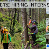 A collage of 4 intern photos, with each looking at the camera or working in the forest.