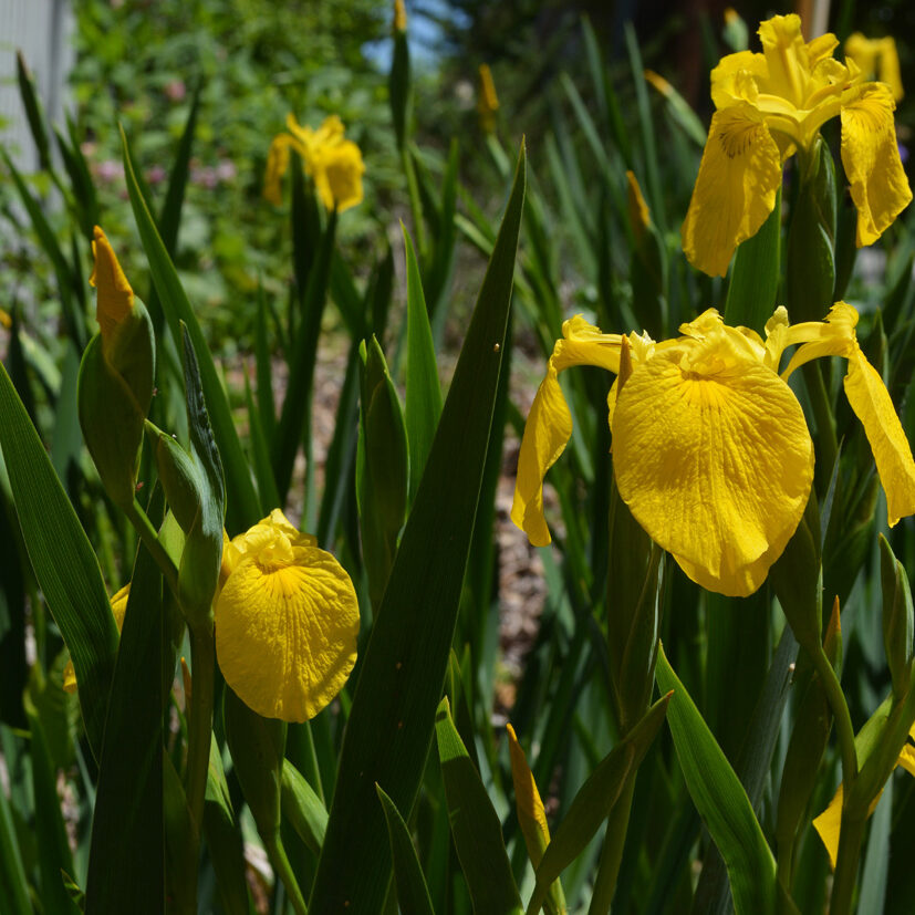 yellow-flag-iris-invasive